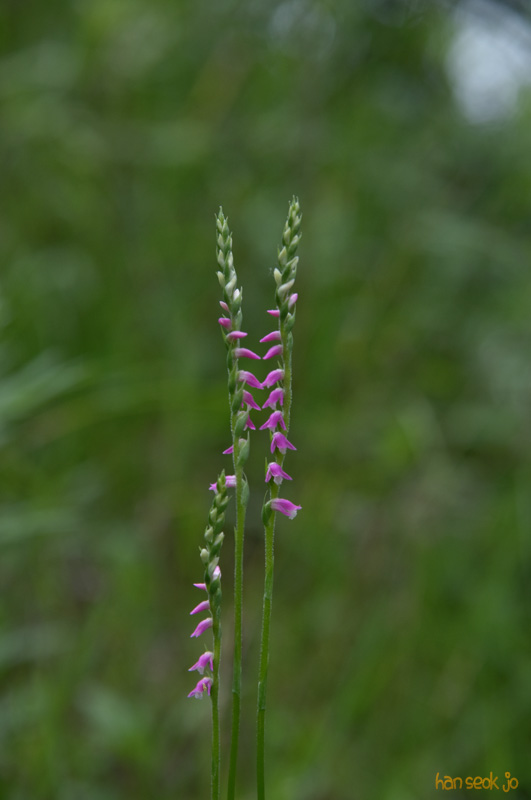DSC_7502.jpg