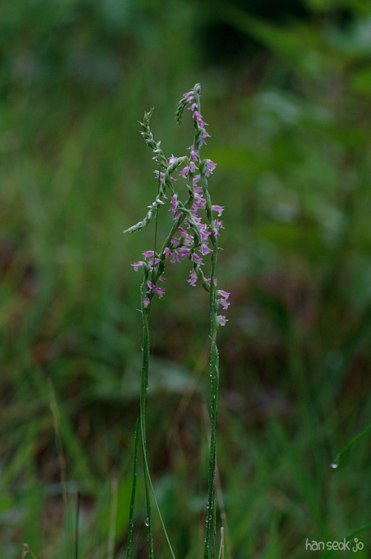 DSC_2731.jpg