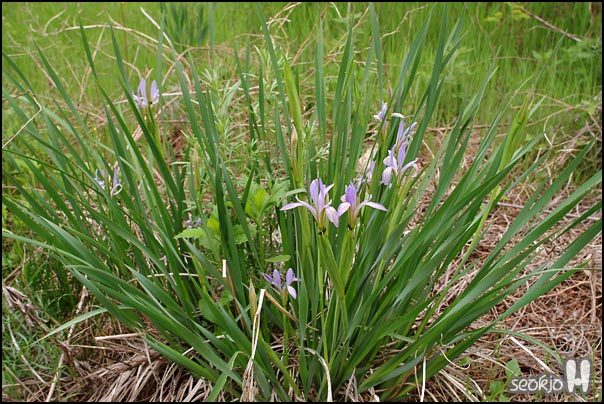 DSCF6671.jpg