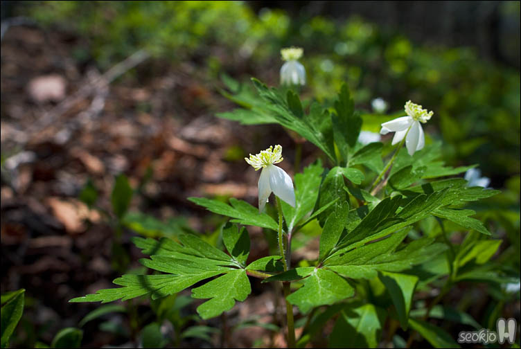 DSCF8315.jpg