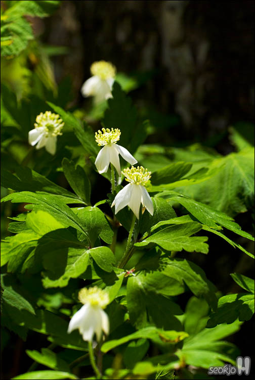DSCF8300.jpg