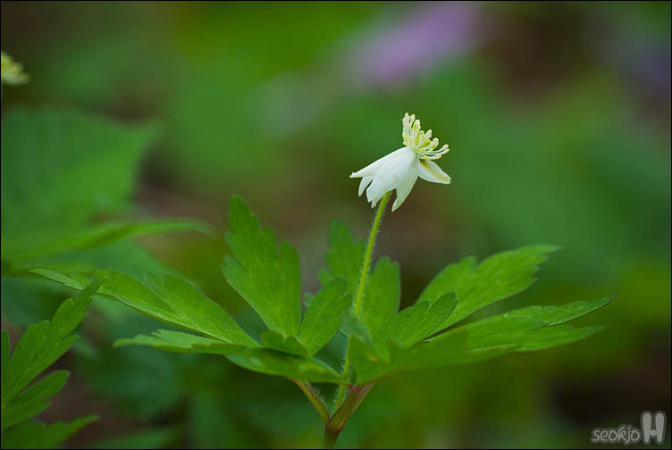 DSCF0450.jpg