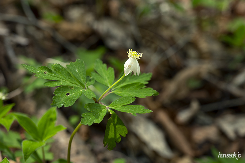 DSC_5177.jpg