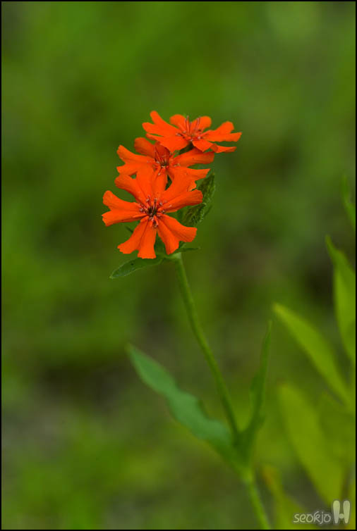 DSCF2055.jpg