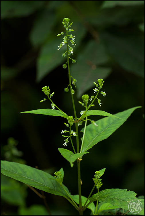 DSCF2416.jpg
