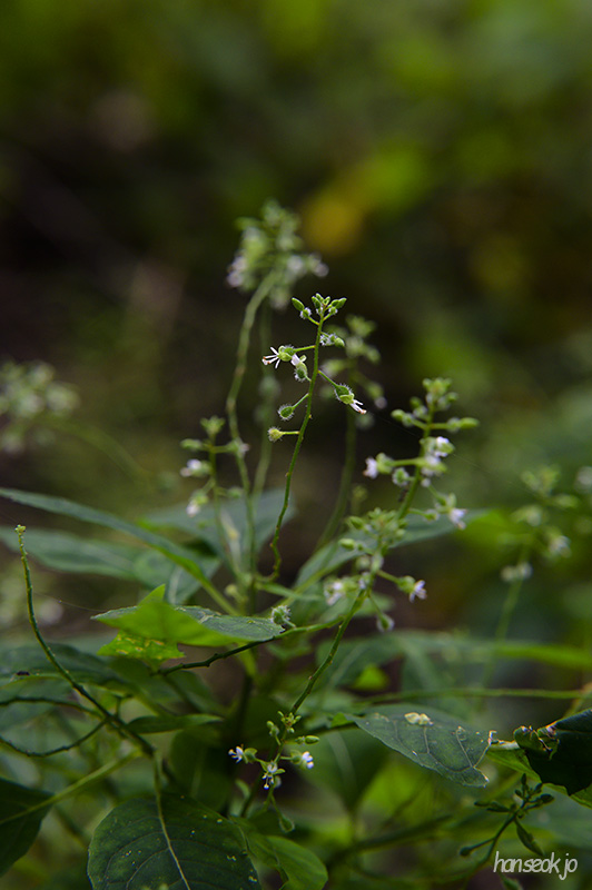 DSC_4466.jpg