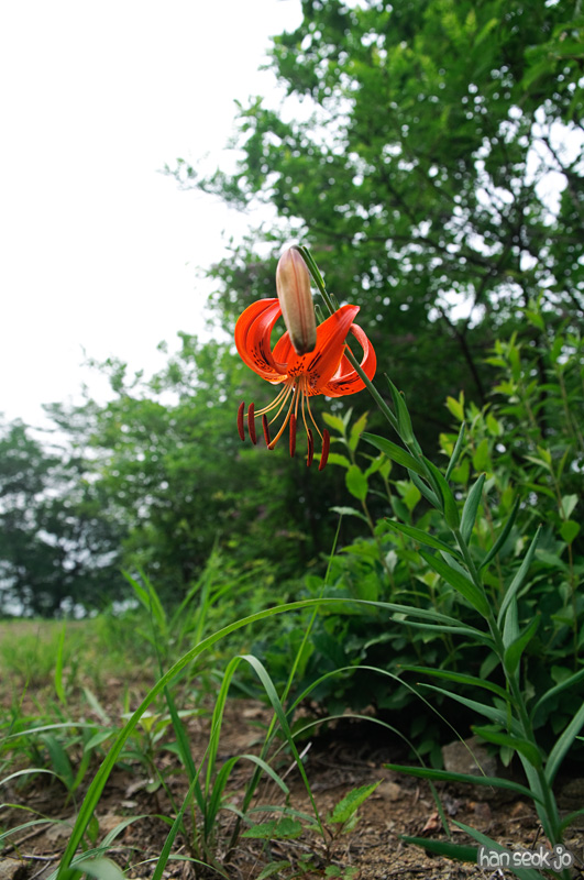 DSC_7017a.jpg