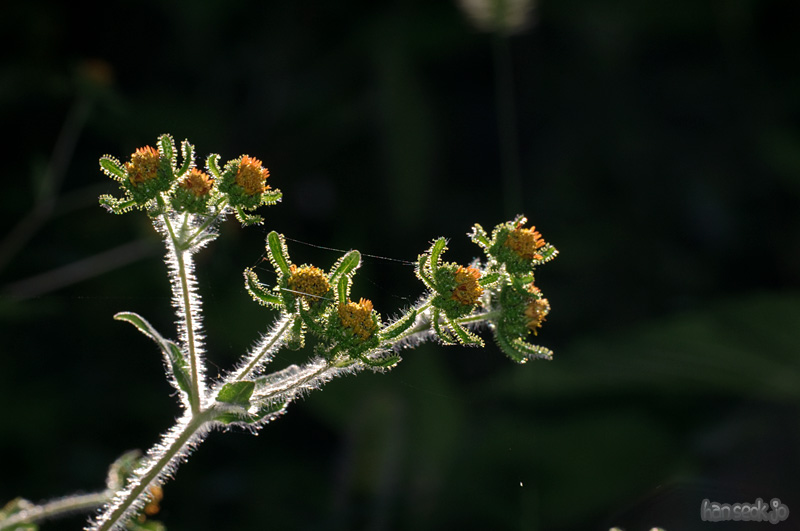 DSC_3906.jpg