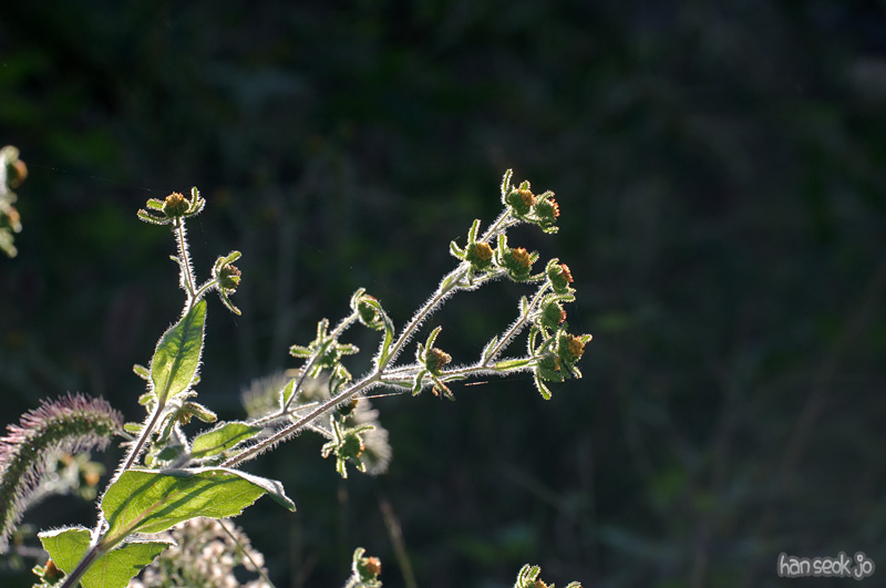 DSC_3908.jpg