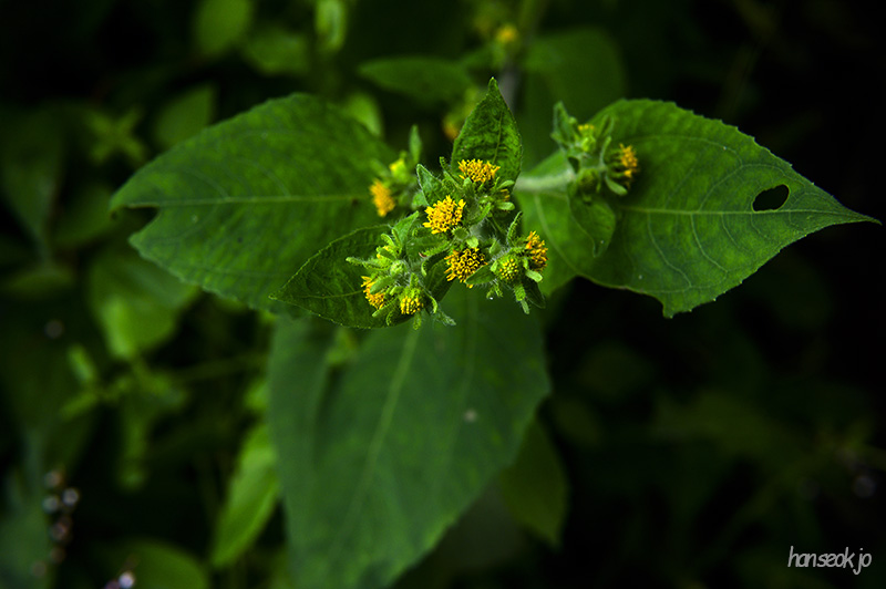 DSC_4467.jpg