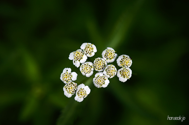 DSC_4323.jpg