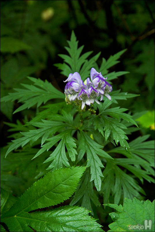 DSCF5092.jpg