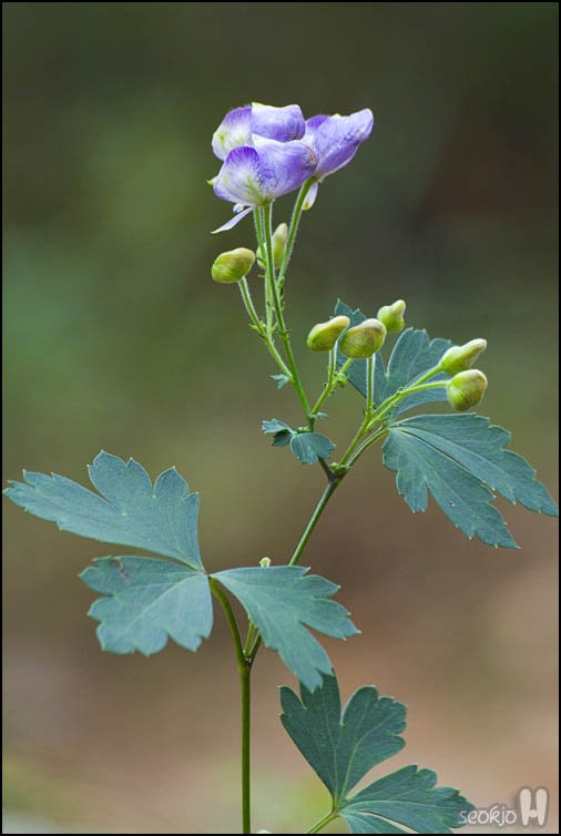 DSCF2393.jpg