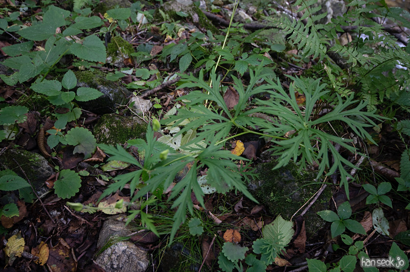 DSC_8297.jpg