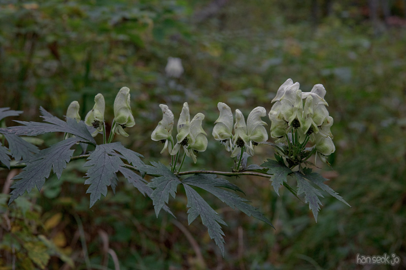 DSC_3965.jpg