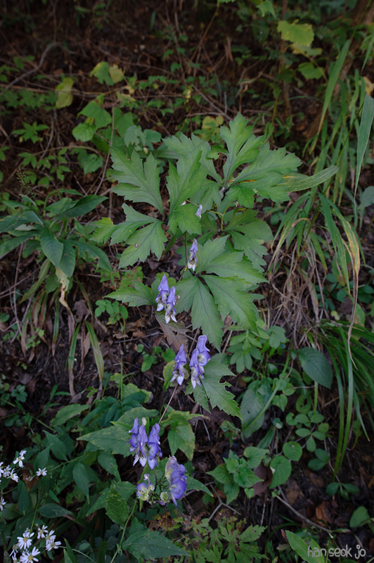 HSJ_1112.jpg