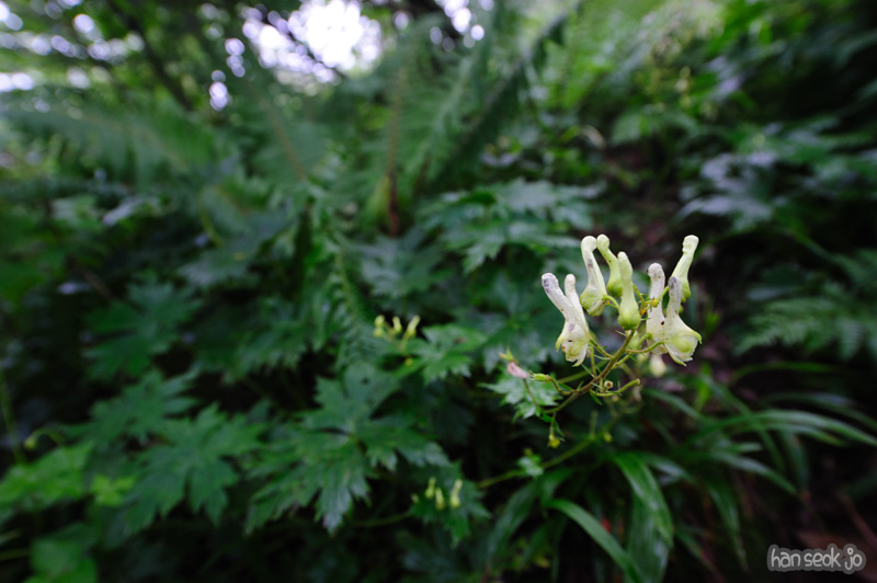 HSJ_0763.jpg