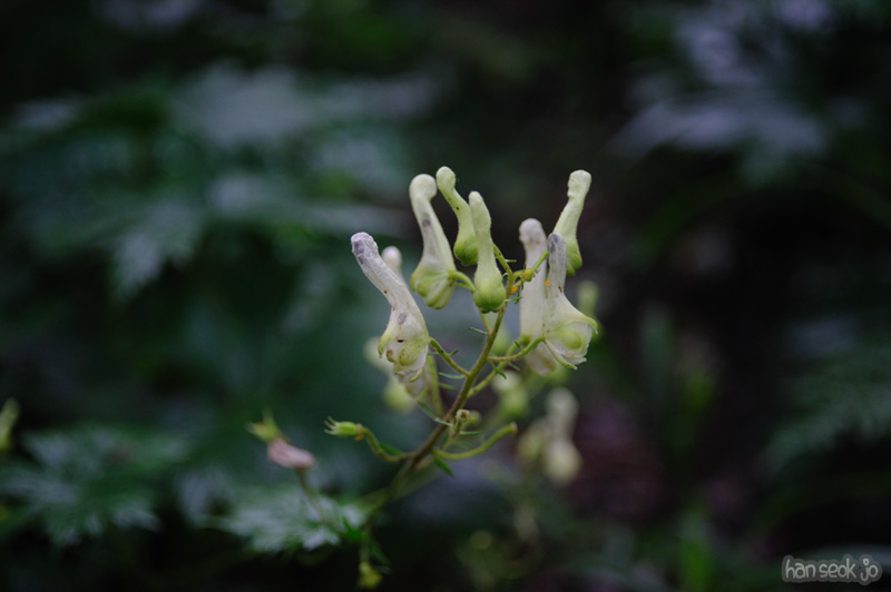 HSJ_0772.jpg