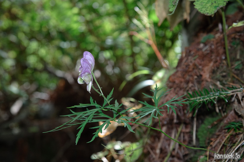 DSC_8581.jpg