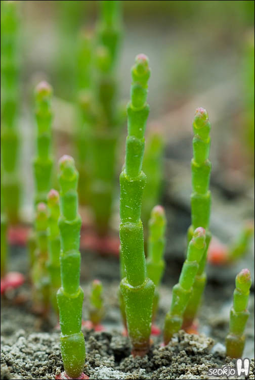 DSCF8504.jpg