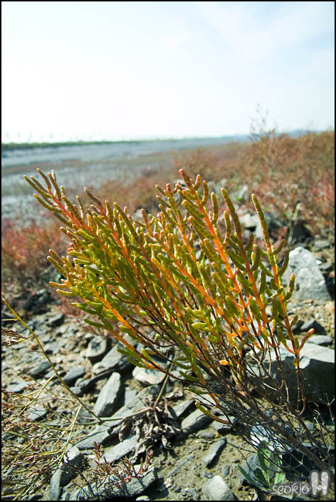 DSCF4348.jpg