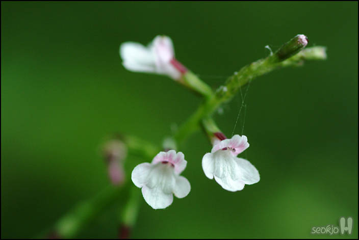 DSCF1266.jpg