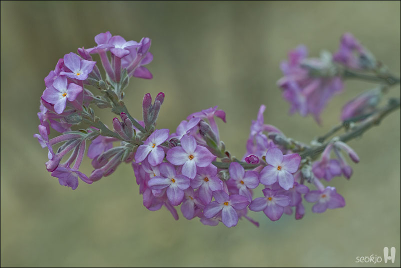 DSCF7618.jpg