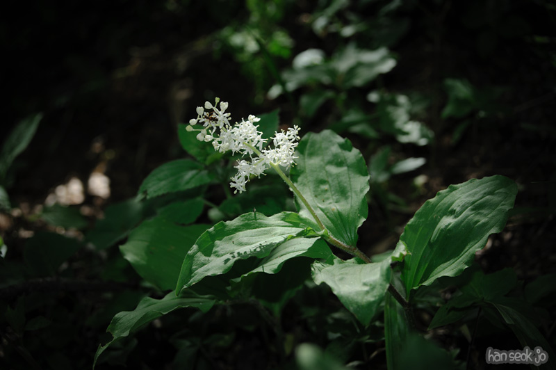 HSJ_2229.jpg