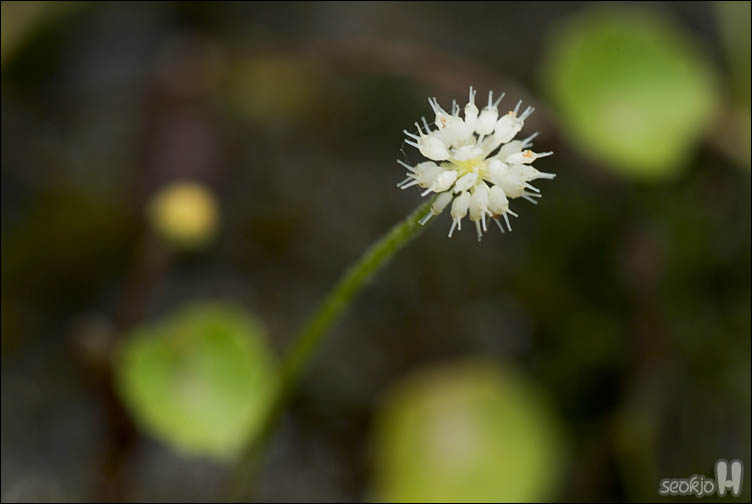 DSCF9008.jpg