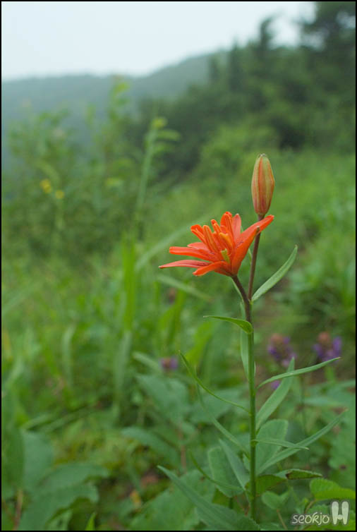 DSCF7653.jpg