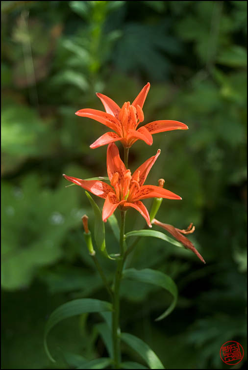 DSCF2613.jpg