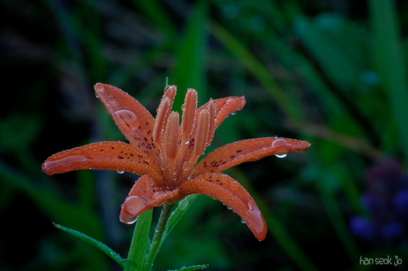 DSC_2564.jpg