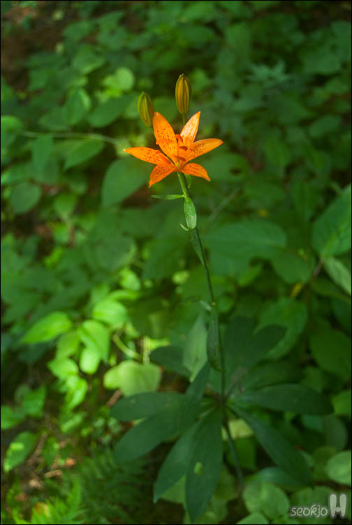 DSCF9698.jpg