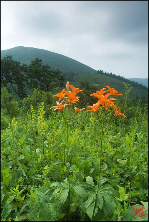 DSCF2594.jpg