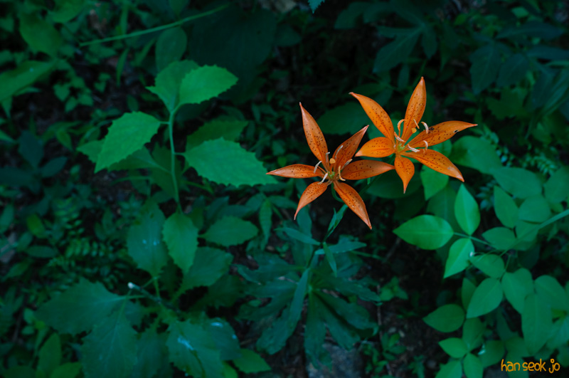 DSC_7621.jpg
