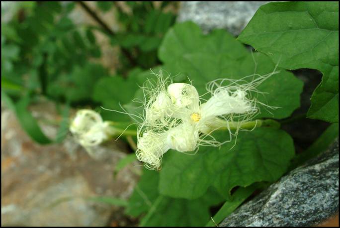 DSCF7731.jpg