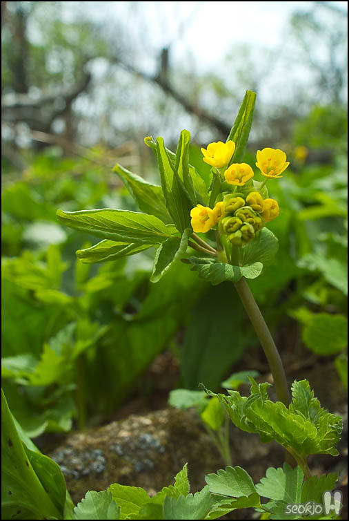 DSCF6415.jpg