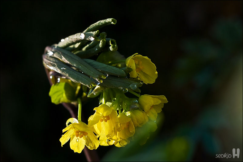 DSCF7711.jpg