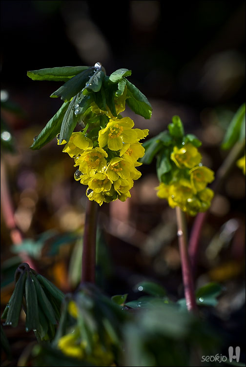 DSCF7717.jpg
