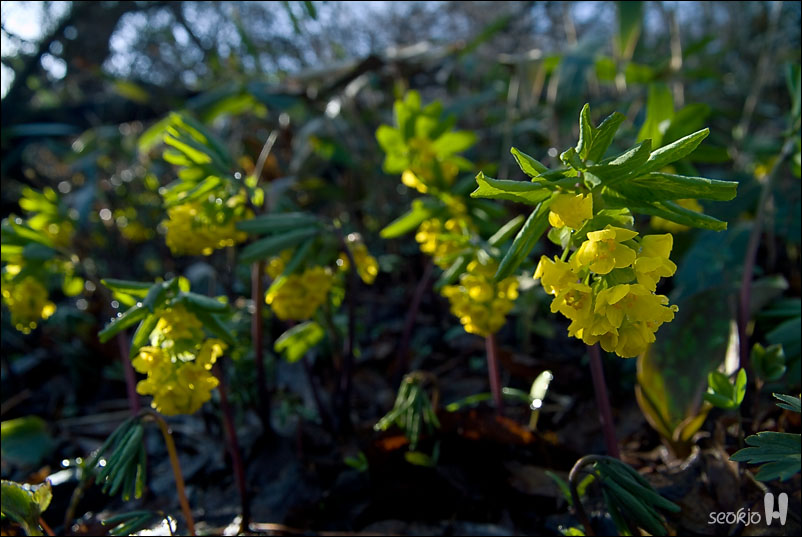 DSCF7741.jpg