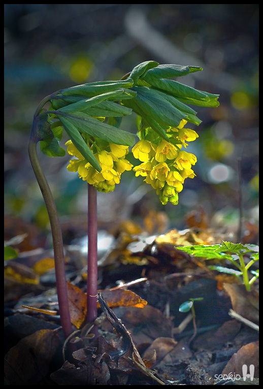 DSCF7771.jpg