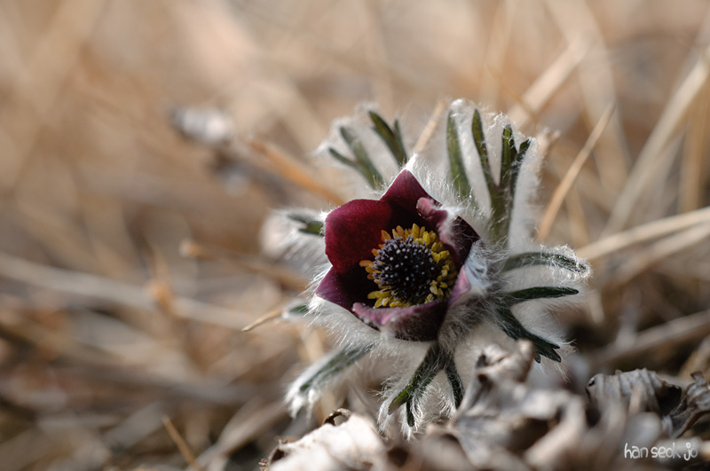 DSC_0196.jpg