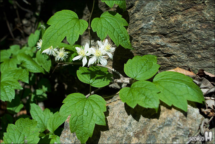 DSCF8775.jpg