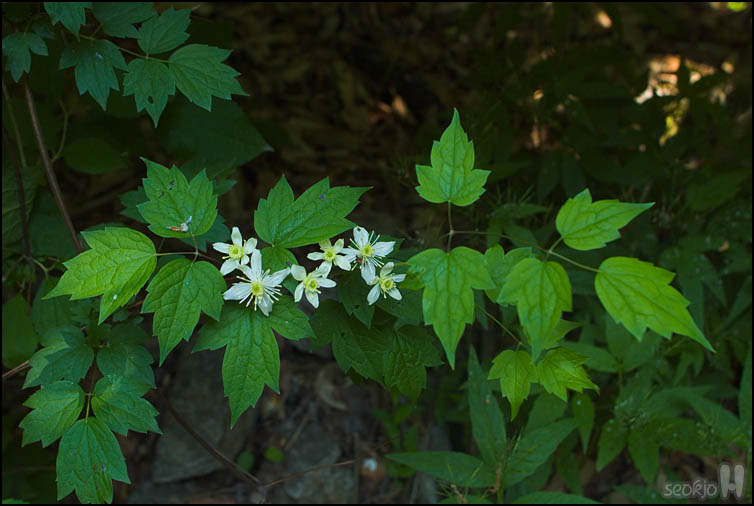 DSCF1178.jpg