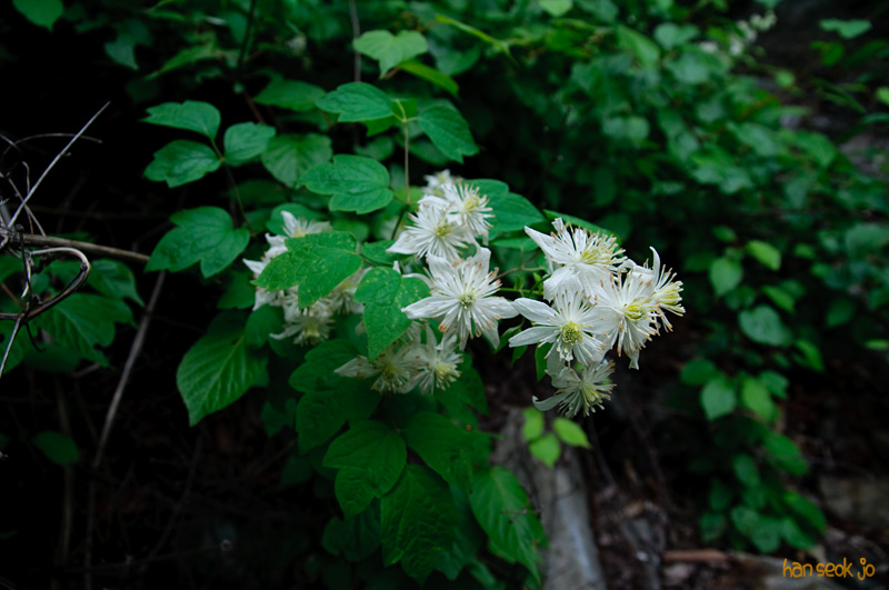 DSC_7152.jpg