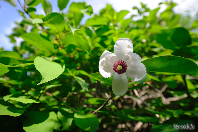 HSJ_0420.jpg