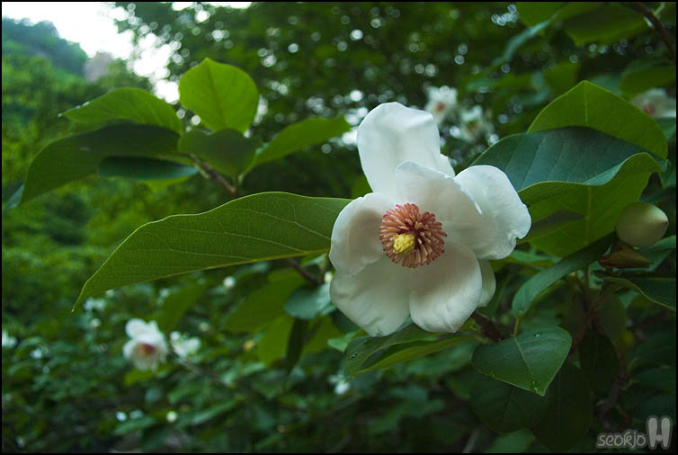 DSCF1107.jpg