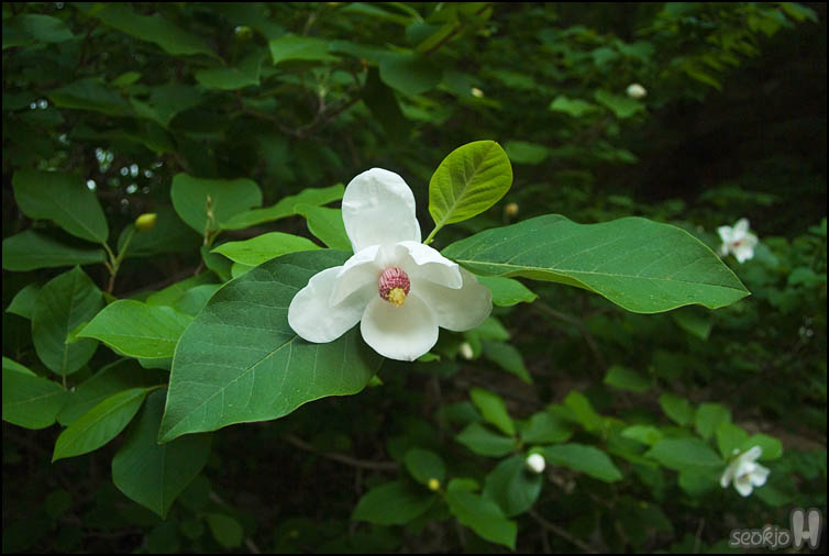 DSCF1108.jpg