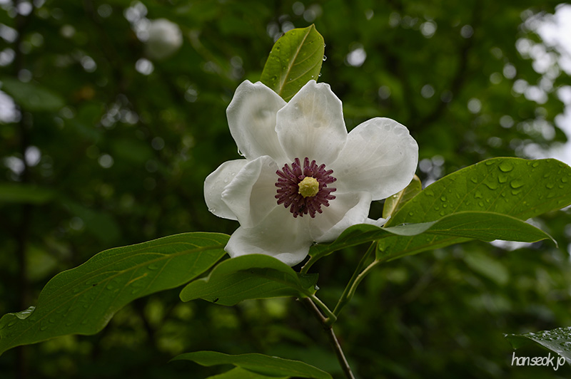 HAN_0477.jpg