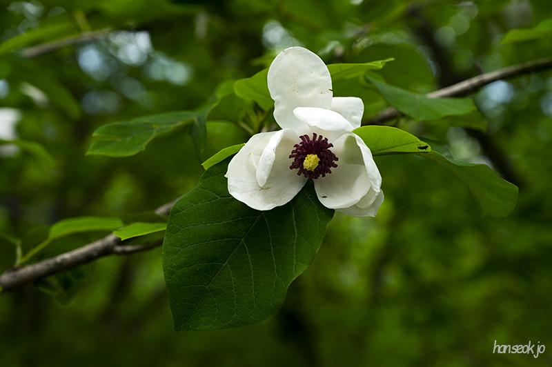 DSC_5295.jpg